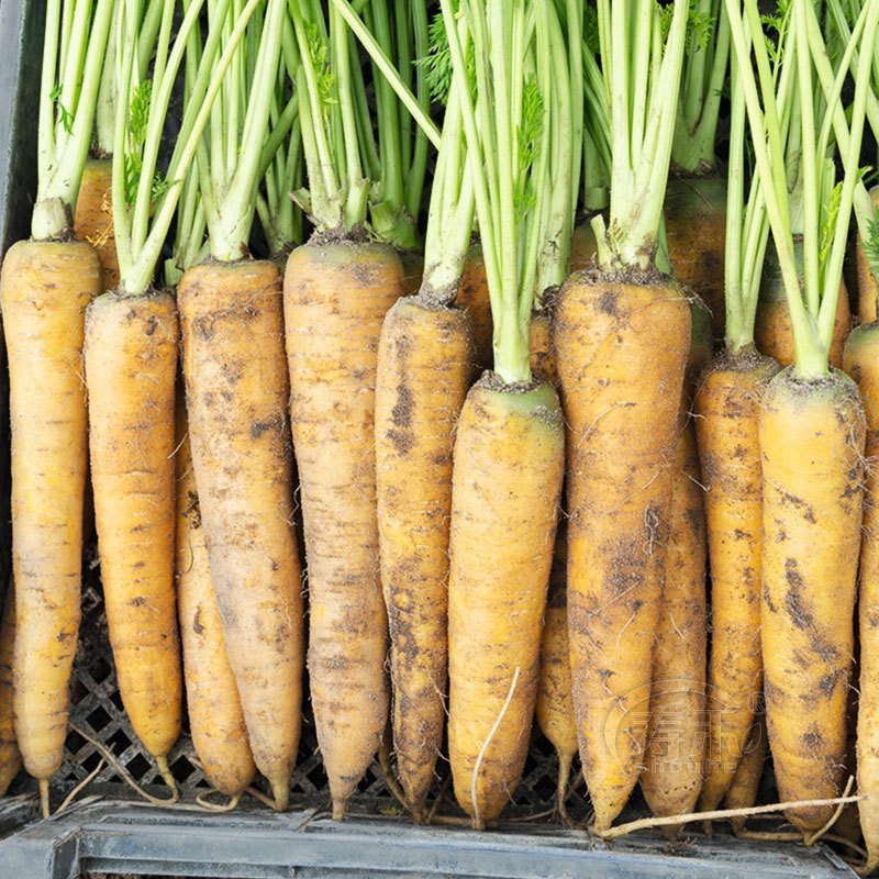 Benih Lobak Korea/Benih Lobak Warna Warni Impor