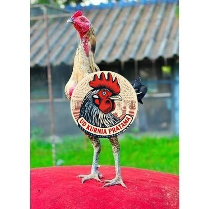 Telur ayam bangkok shamo brazil / ayam petarung aduan siap ditetaskan UD KURNIA PRATAMA