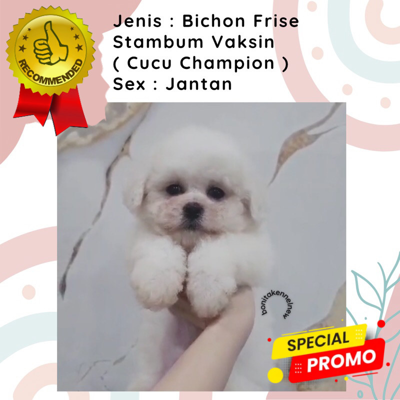 Anak Anjing Bichon Frise Stambum Jantan Betina Bichon Korea