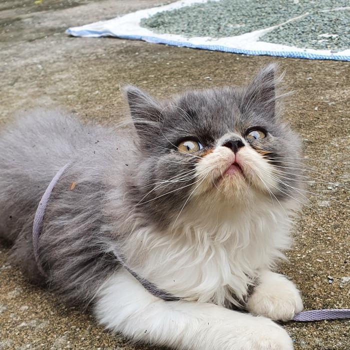 kucing anggora persia flatnose pesek kucing ras jantan abu abu putih