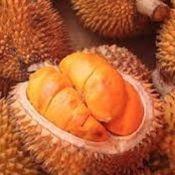 Bibit tanaman buah Durian Lai - Buah Endemik Kalimantan