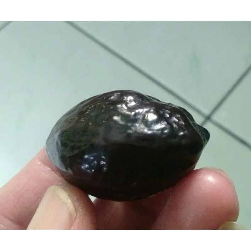 News Arrival Muncang Adu Jenis Mantili Ori Kondisi Matang