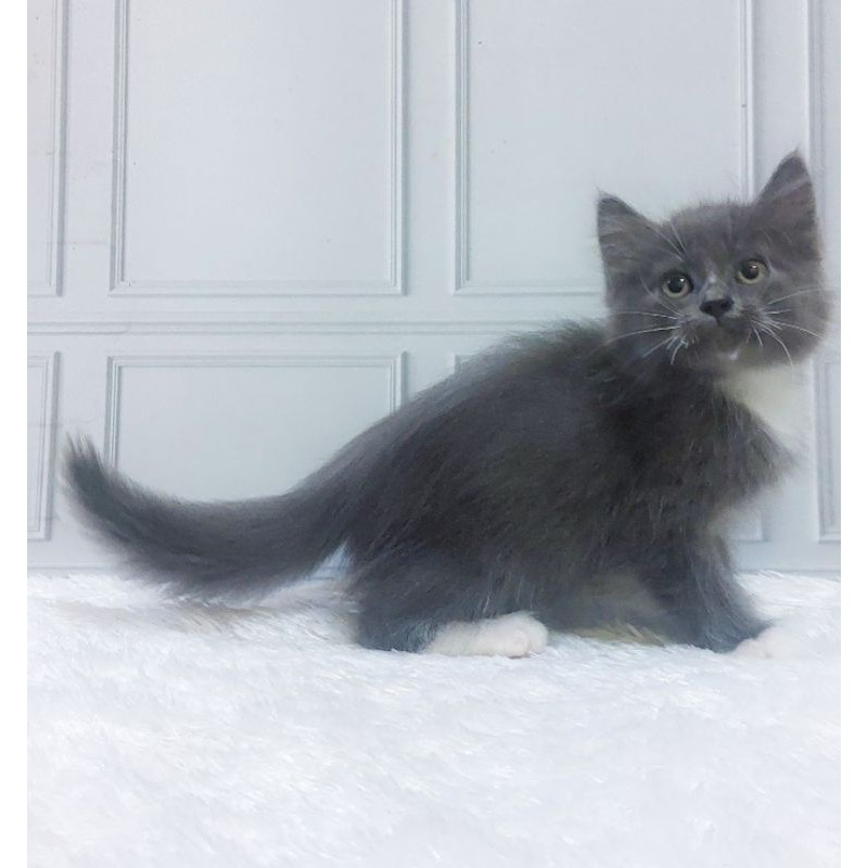 KUCING PERSIA KITTEN/abu abu