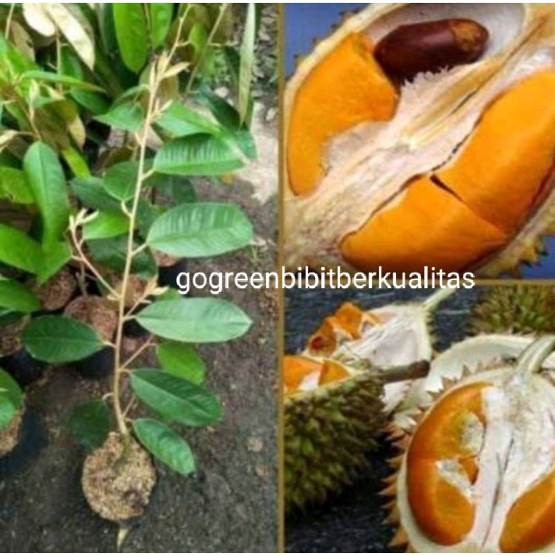 COD BIBIT DURIAN SUPER TEMBAGA BANGKA