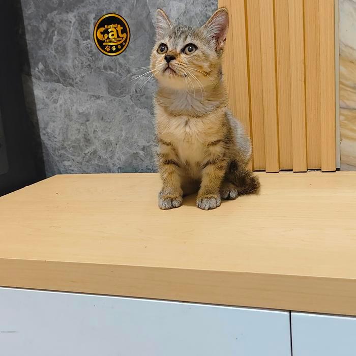 kucing bsh golden british mix
