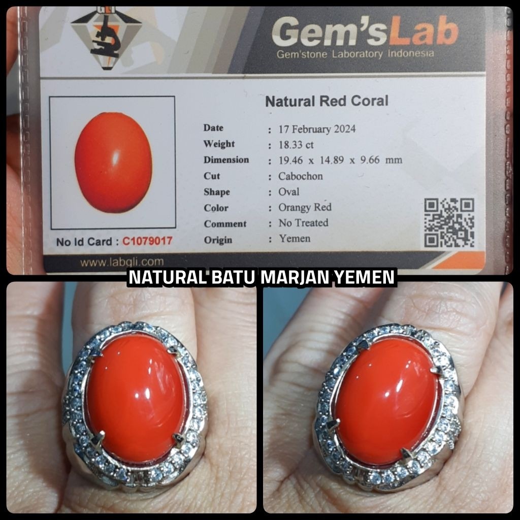 batu marjan jumbo asli yemen laut merah