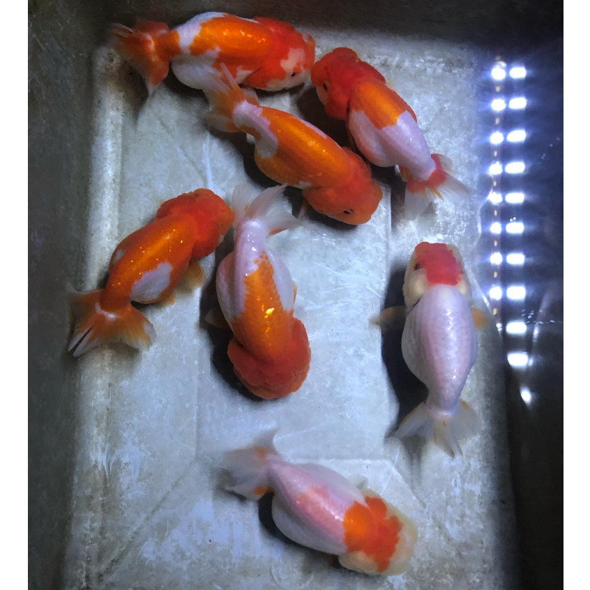 Ikan Mas Koki Ranchu Rancu Buffalo Lionchu Lucu Imut HIGH QUALITY / Ikan Koki Ranchu Buffalo Bufalo 