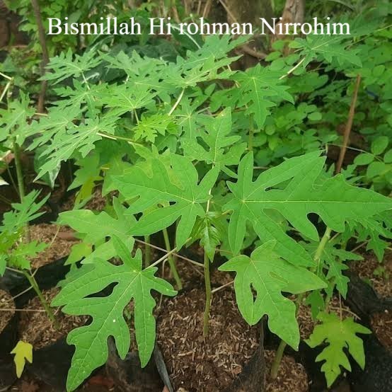 Bibit Pepaya Hawai Madu Unggul | Bibit Tanaman Pepaya Hawai Unggul Jaminan Panen