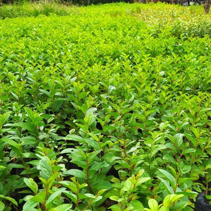 Bibit Tanaman Daun Bidara Arab Asli