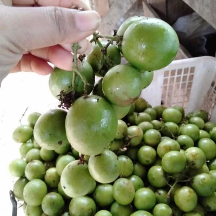 Buah Gandaria / Buah Jatake / Buah Ramania