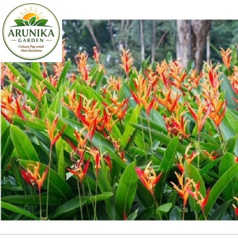 Tanaman Pisang Heliconia / tanaman hias pisang heliconia walet