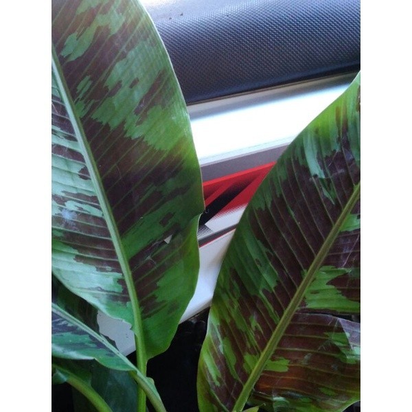 Bibit pisang varigata(bonggol)