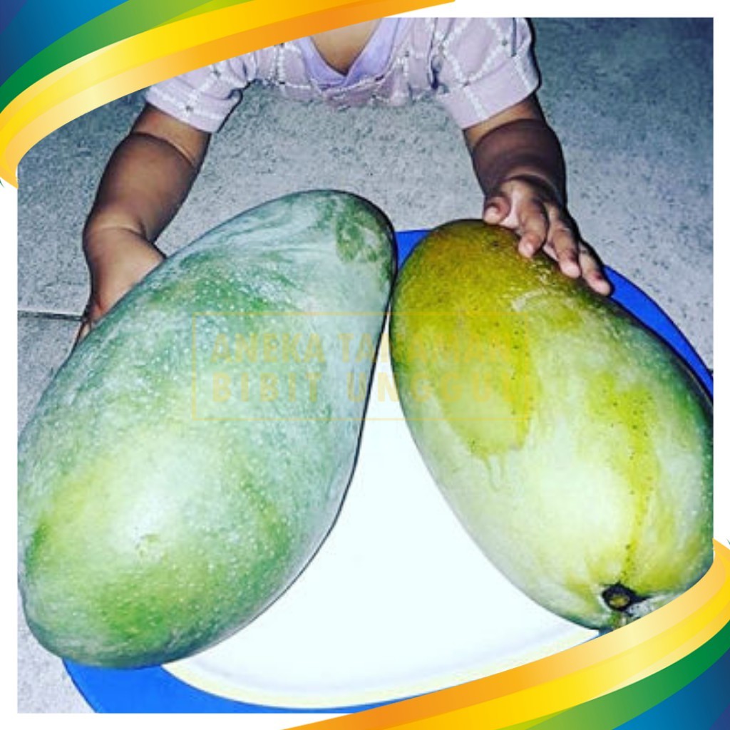 Bibit Mangga Kiojay Harumanis Super Jumbo