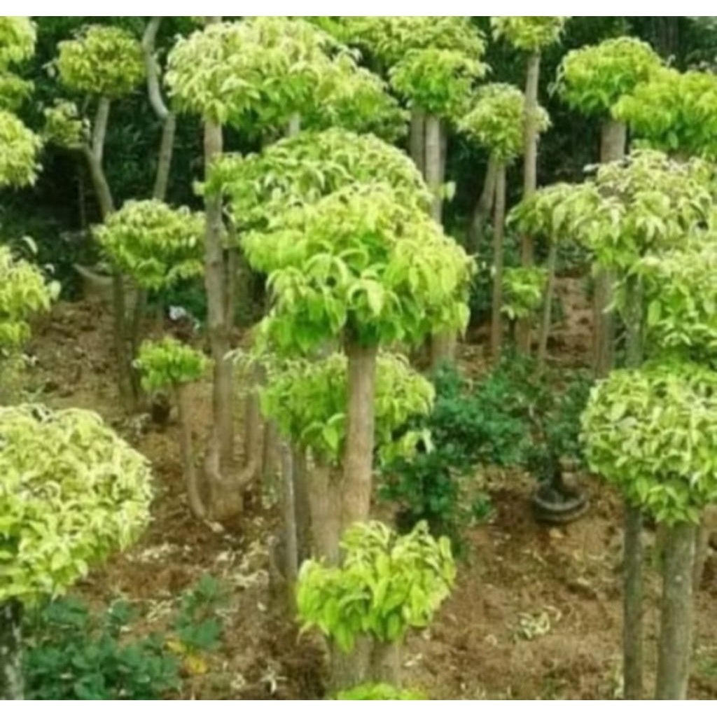 Tanaman Bonsai Anting putri tingi sudah siap pajang