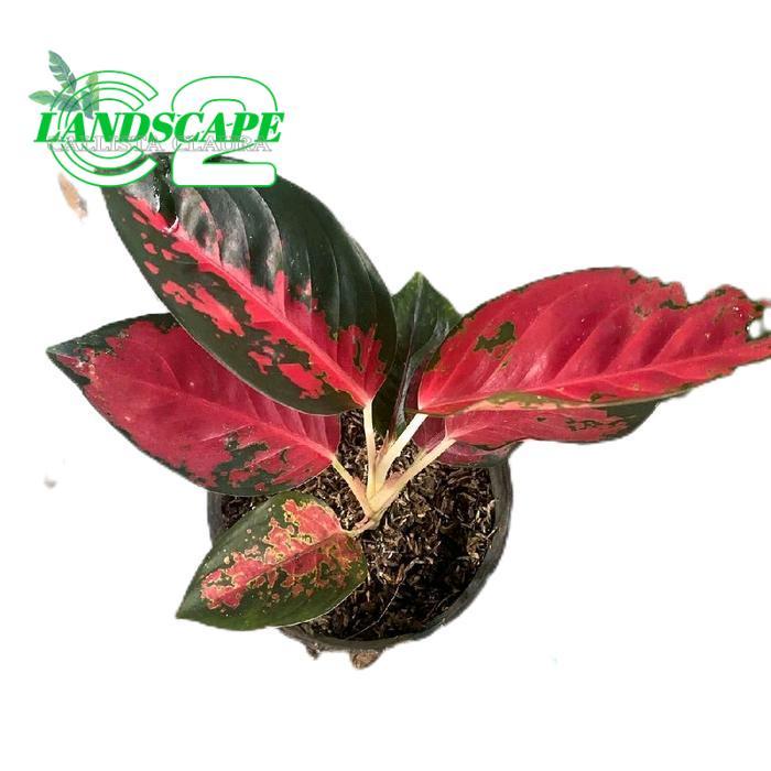 Aglonema Suksom jaipong, Tanamanhias suksom jaipong Aglonema murah Merah