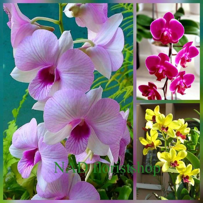 paket 3 bibit bunga anggrek dendrobium - bunga anggrek dendrobium size hybrid - pohon anggrek dendro