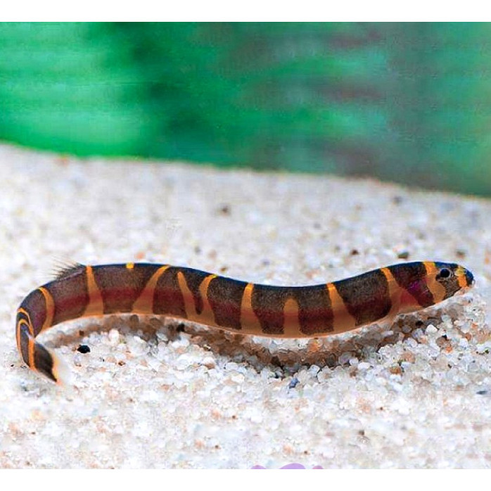 Kuhli Loach Algae Eater / Ikan Hias Aquascape