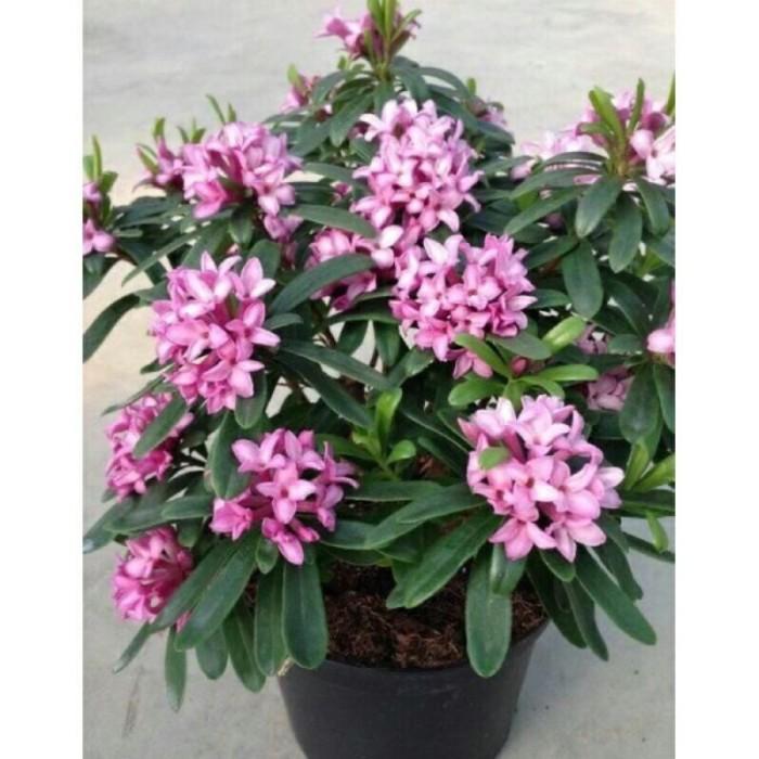 Tanaman hias bibit asoka bunga ungu