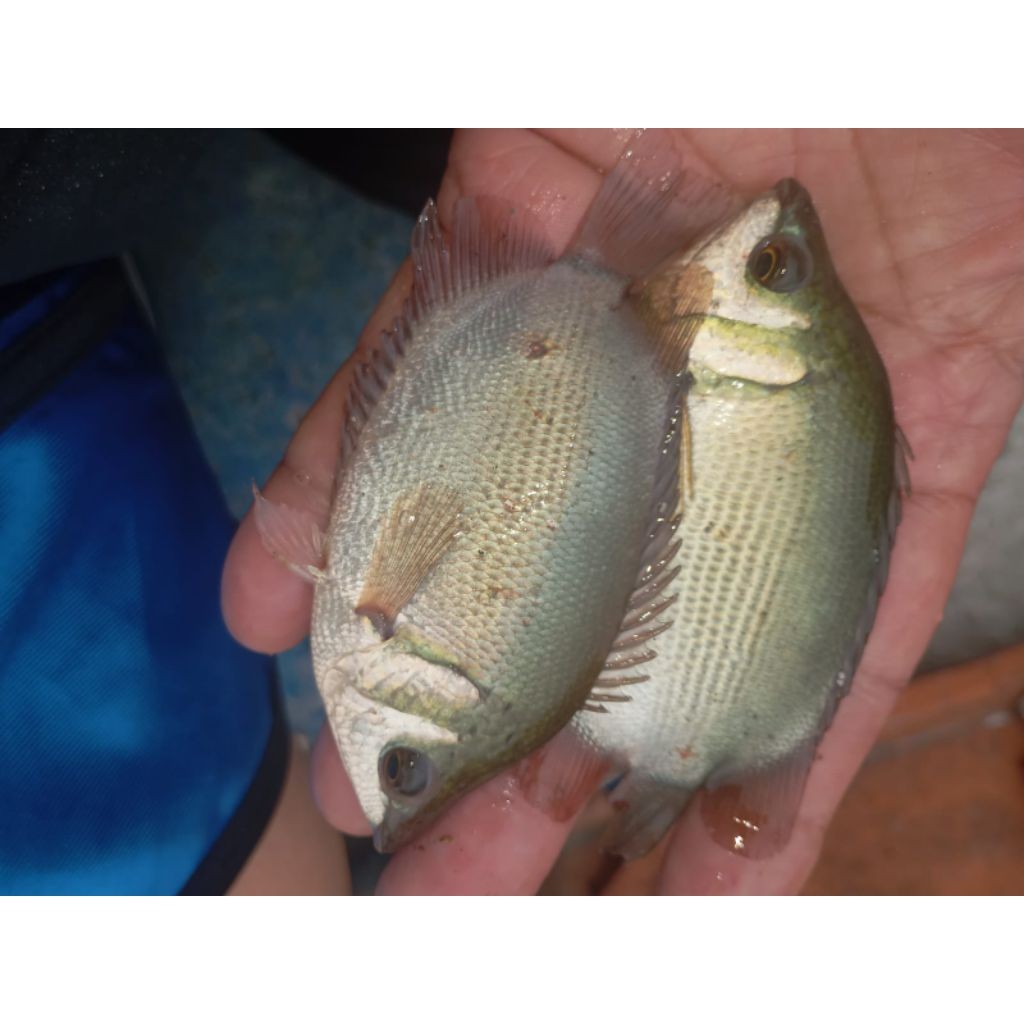 bibit / benih ikan tembakang / tarabakan ukuran 3 jari per  ekor