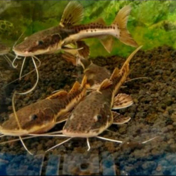 ikan leopard catfish hiasan aquarium size 10-12 cm