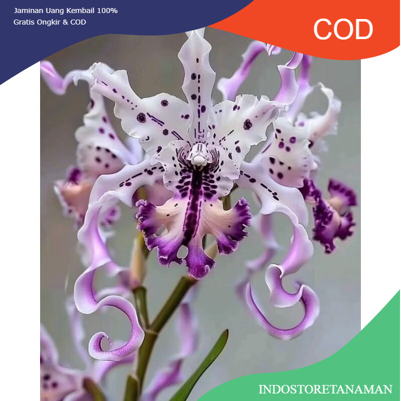 Terlaris Anggrek dendrobium import purple spider - anggrek dendrobium dewasa - anggrek bunga hidup