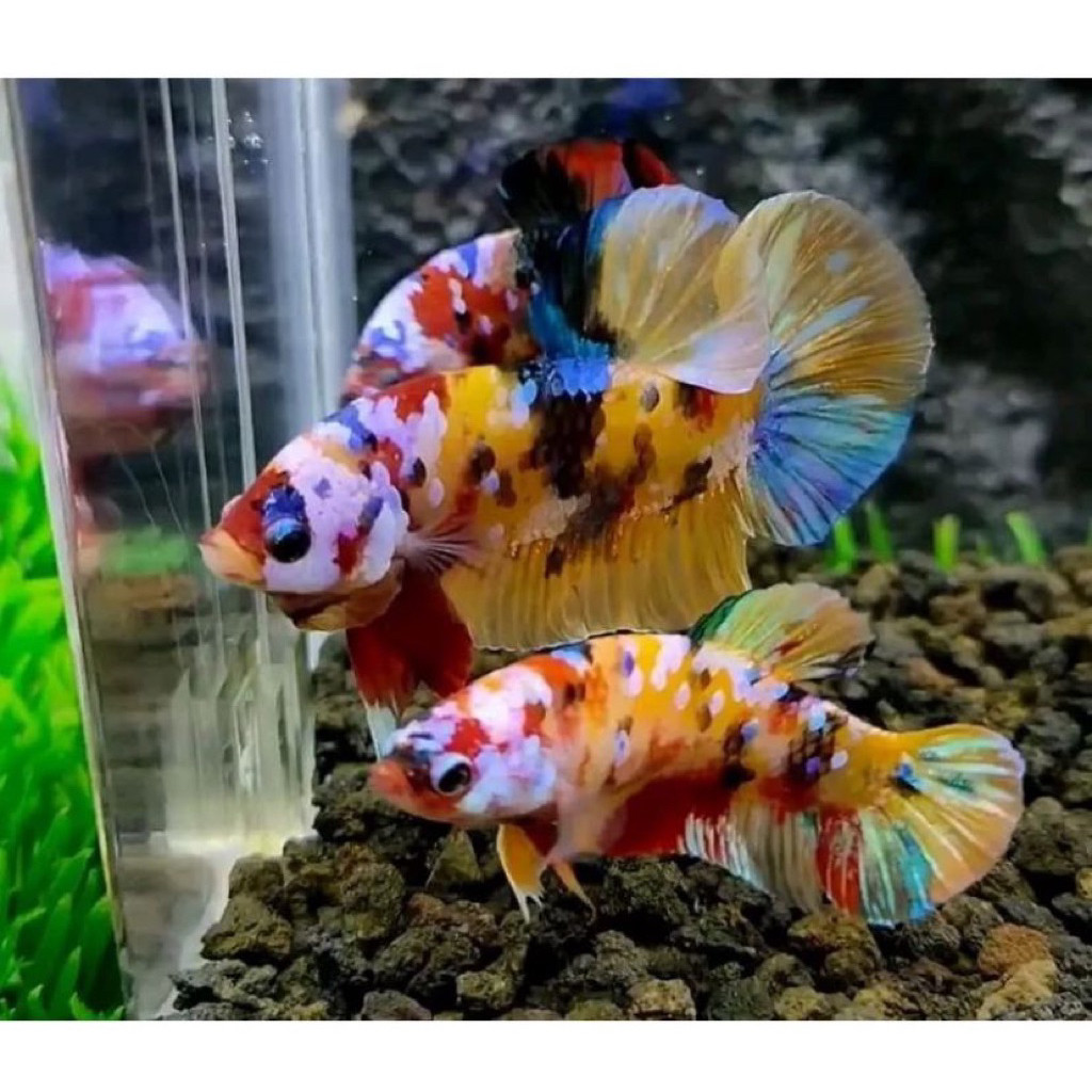 Hiasan ikn Cupang galaxi multicolor 1 pair siap breding