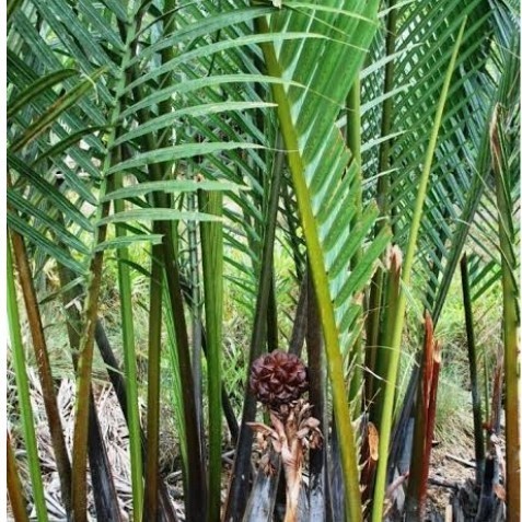 bibit pohon rumbia - bibit pohon dahon - pohon rumbia - bibit nipah