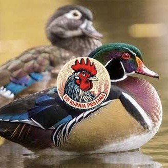 Telur bebek hias caroline duck fertil siap ditetaskan Langsung UD KURNIA PRATAMA