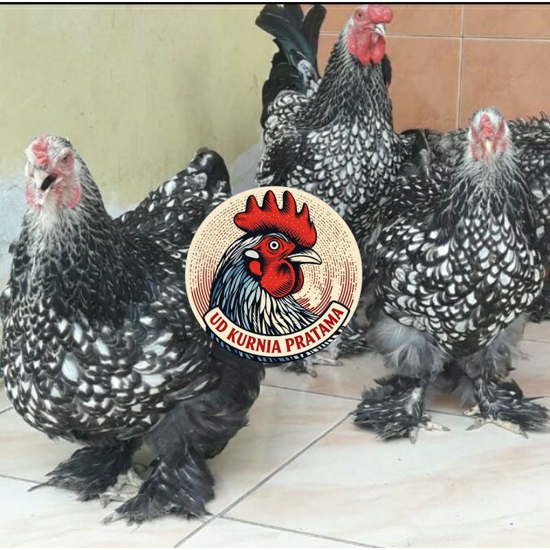 TELUR AYAM HIAS BRAHMA SILVER LACED UNTUK DI TETASKAN UD KURNIA PRATAMA