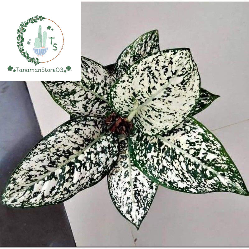 (BISA COD) Aglonema big life - Tanamanhias aglonema big leaf aglonema putih hijau