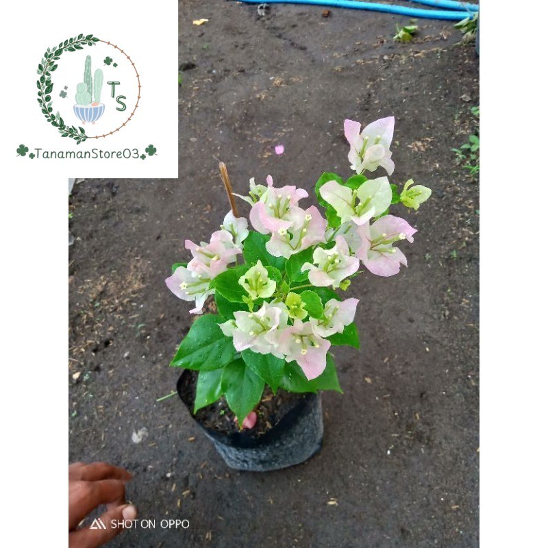 Tanaman Hias Bougenvile Bengawan Solo (Ori Bukan Sambungan)