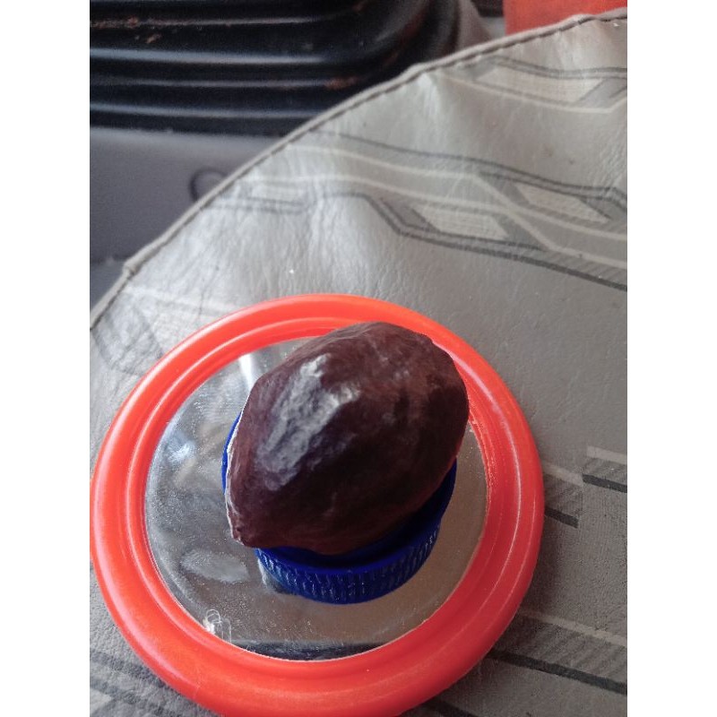 News Arrival Muncang Adu Panjangan Mantili Paaangan Bagus