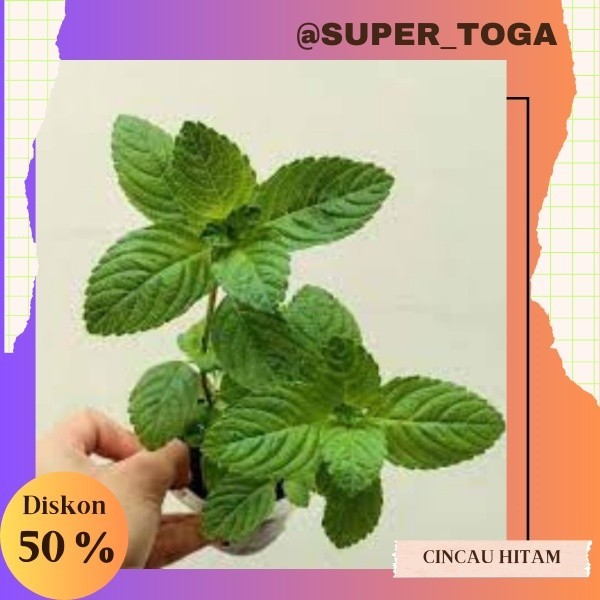 Paket 3 bibit tanaman daun cincau hitam/janggelan bibit cincau hitam bibit janggelan tanaman langka