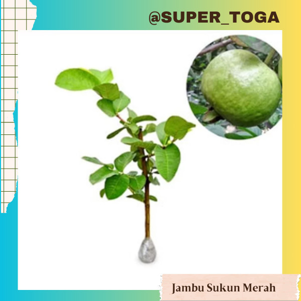 bibit jambu sukun merah bibit jambu kristal sukun merah bibit jambu kristal merah hasil okulasi cepa