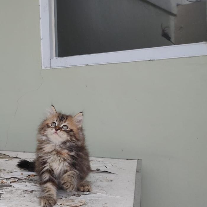 kucing kitten persia mix nowegian