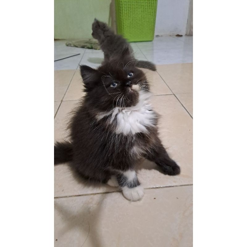 Anak kucing anggora/ kitten Persia jantan /kucing Persia flatnose jantan