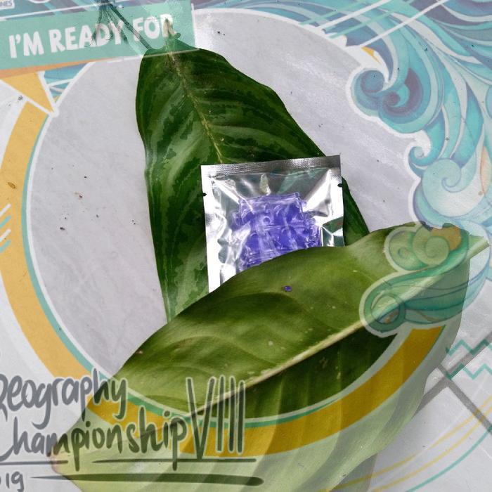 NEW Gratis Ongkir EXtra dedaunan daun taman alami di sekitar kita