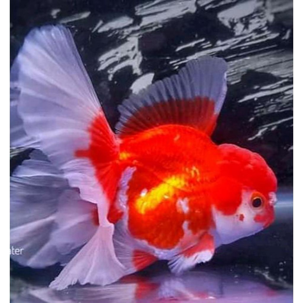 MAS KOKI EKOR PANJANG ROSTAIL & Grade'A gen jumbo 14-15 cm