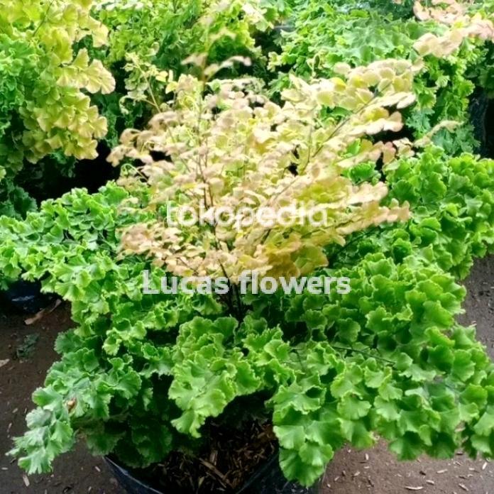 suplir daun keriting - suplir betok - suplir kribo ( adiantum )