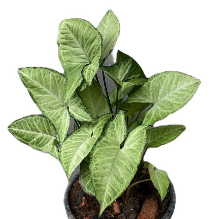 tanaman syngonium putih - syngonium promo