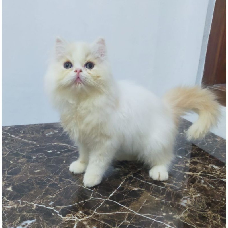kucing Persia flatnose longhair imut
