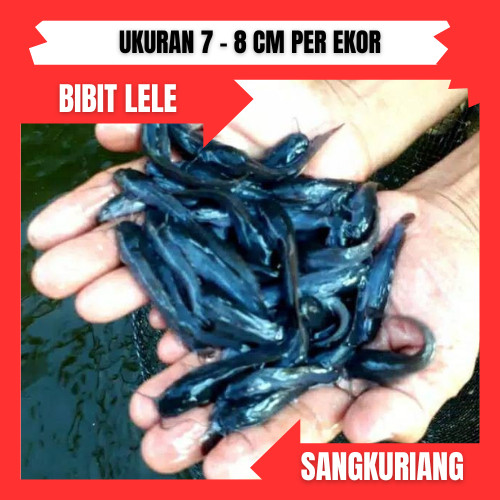 bibit / benih ikan lele ukuran 7-8 cm per ekor