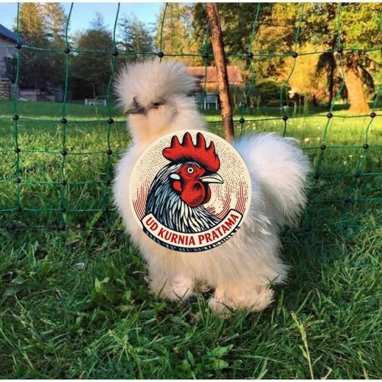 Telur ayam kapas hias fertil asli siap ditetaskan - ayam kapas UD KURNIA PRATAMA