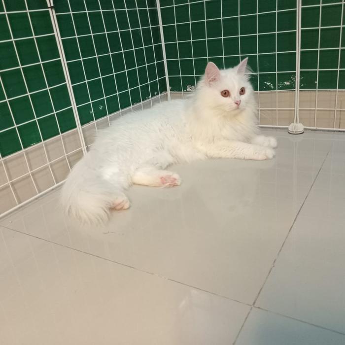 Kucing persia medium betina warna white solid