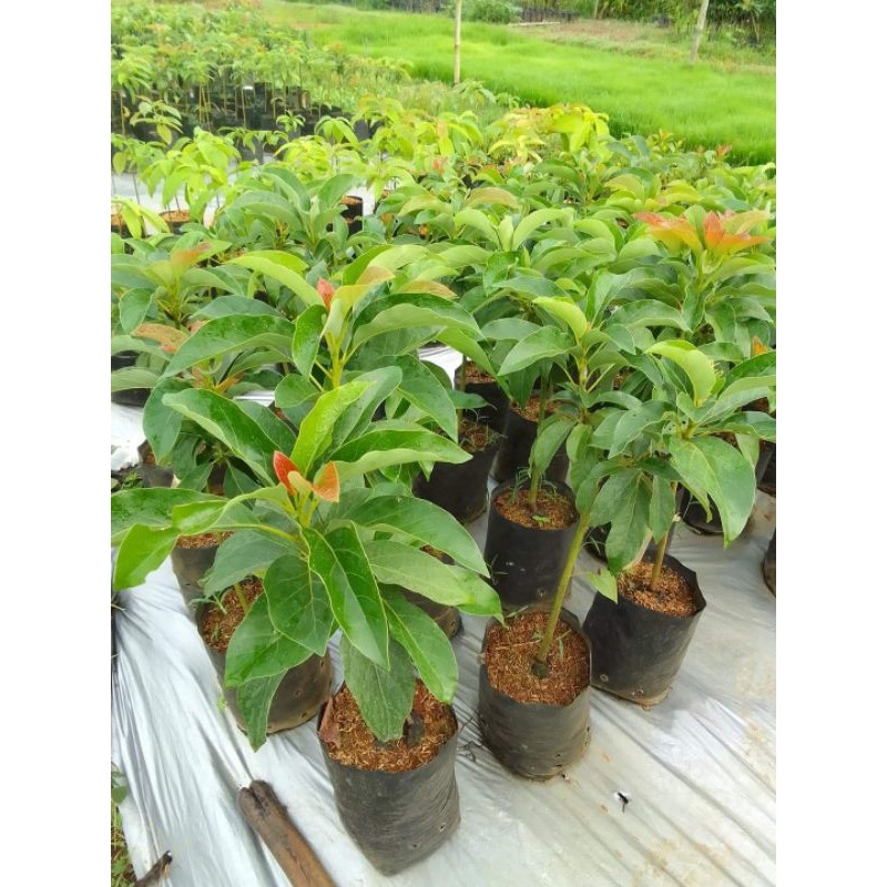 Bibit Buah Alpukat jenis Miki / Pohon Bibit Buah Alpukat Miki