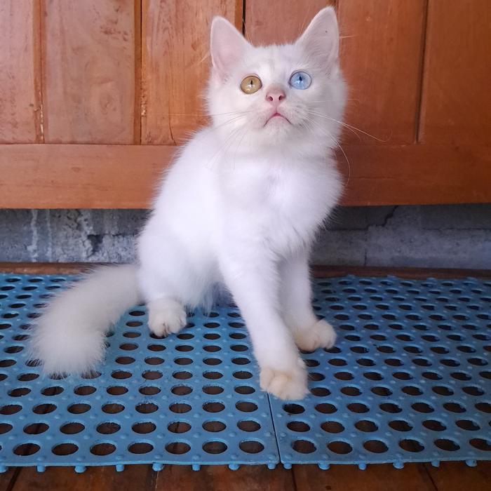 Kitten Persia Medium Odd Eyes Gemoy
