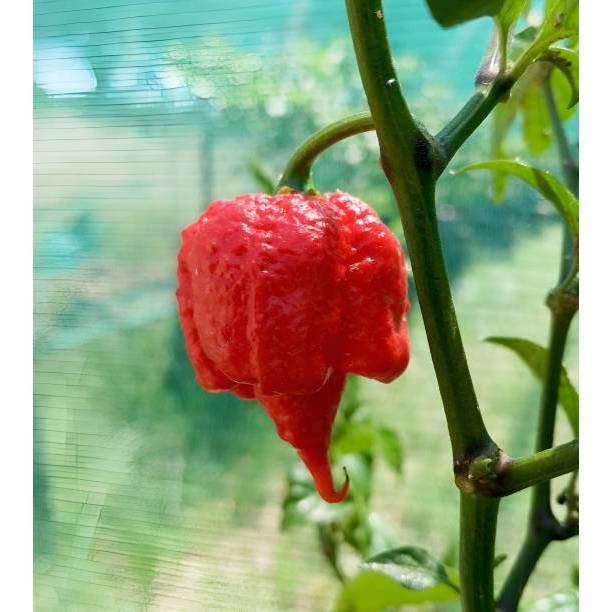 PASTI BONUS - Bibit Carolina Reaper