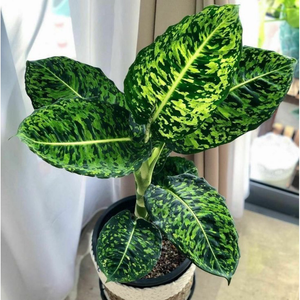 NEW tanaman hias dieffenbachia reflector - blanceng reflektor - dieffenbachia