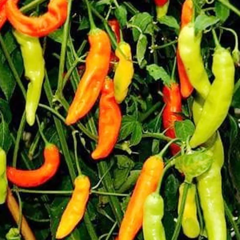 250 BENIH CABE SETAN