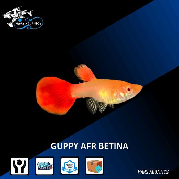 IKAN GUPPY AFR BETINA IKAN HIAS IKAN AQUASCAPE